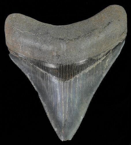 Serrated, Fossil Megalodon Tooth - Georgia #68085